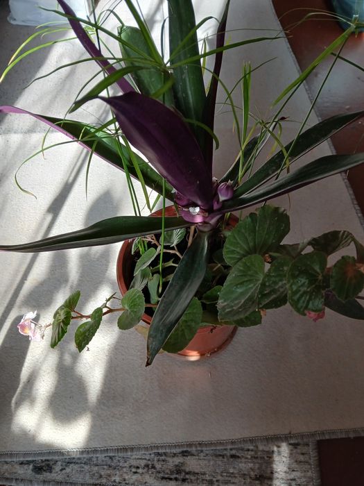 Цветы комнатные.