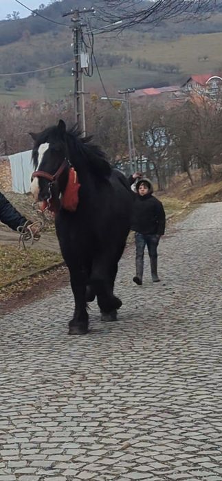 De vânzare manz de 1.8 luni