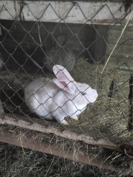 Кролики крупных пород