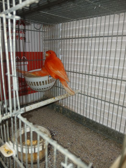 Vand canari Eforie Sud