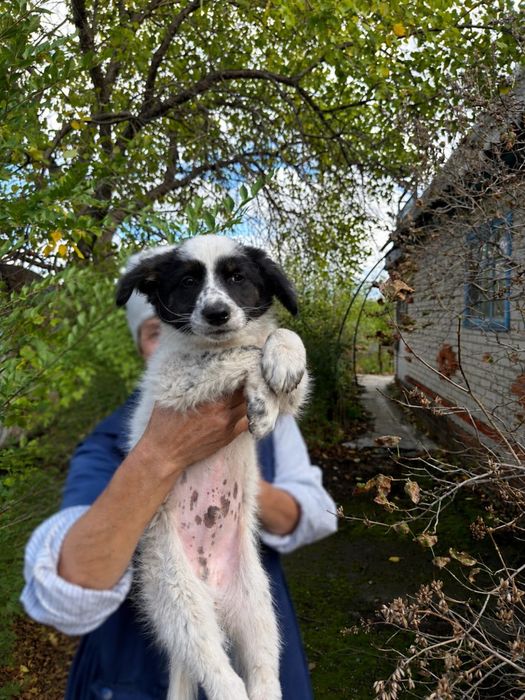 Щенок мальчик ищет свой дом