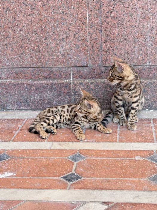Toza zotdor Bengal mushuk bolalari sotiladi.