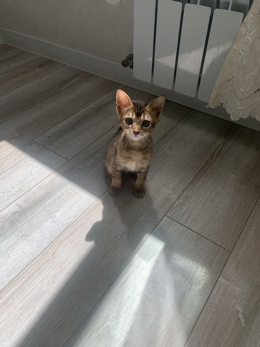 Абиссинский котенок