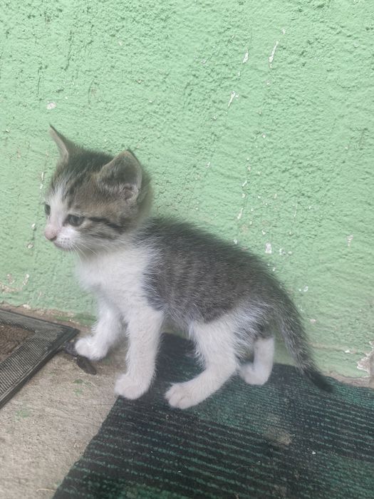 Маленькие котики