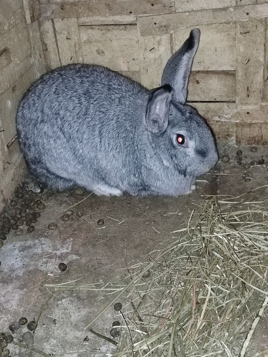 Кролики самка 8000 т
