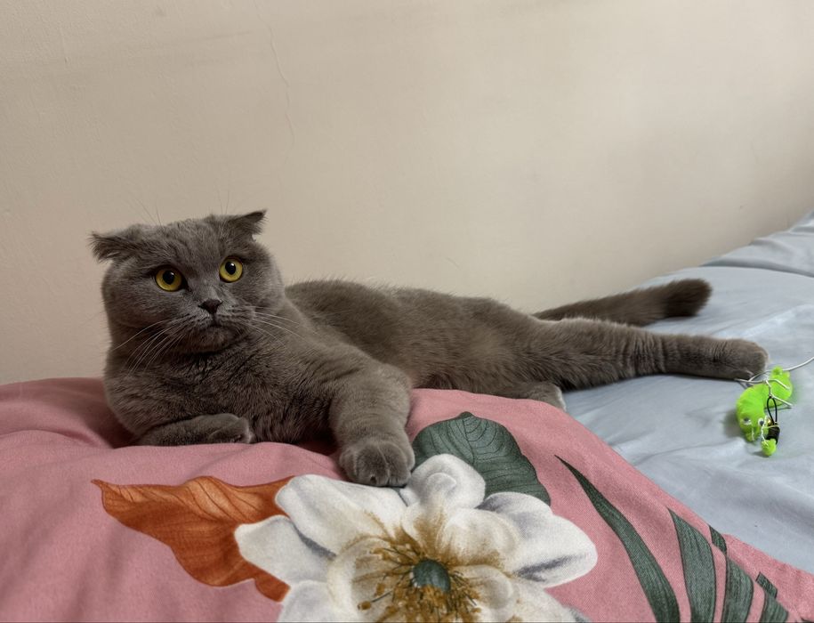 Отдаю в добрые руки кошку