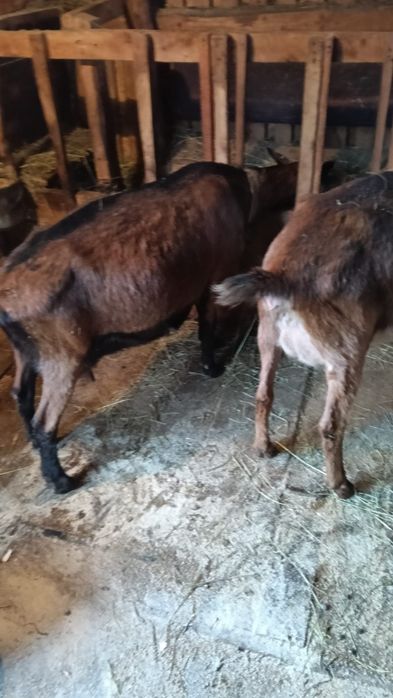 Vând capre de rasă