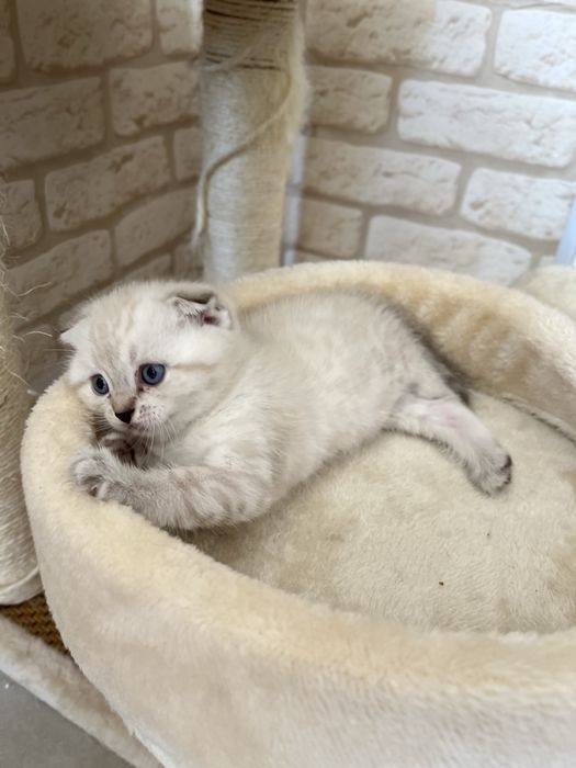 Продаются шотландские  милые котята