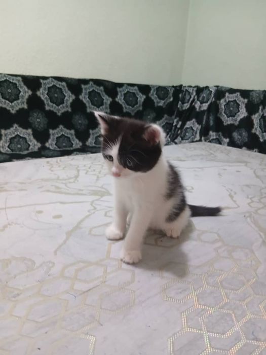 Раздаю дамашних котят в добрые руки