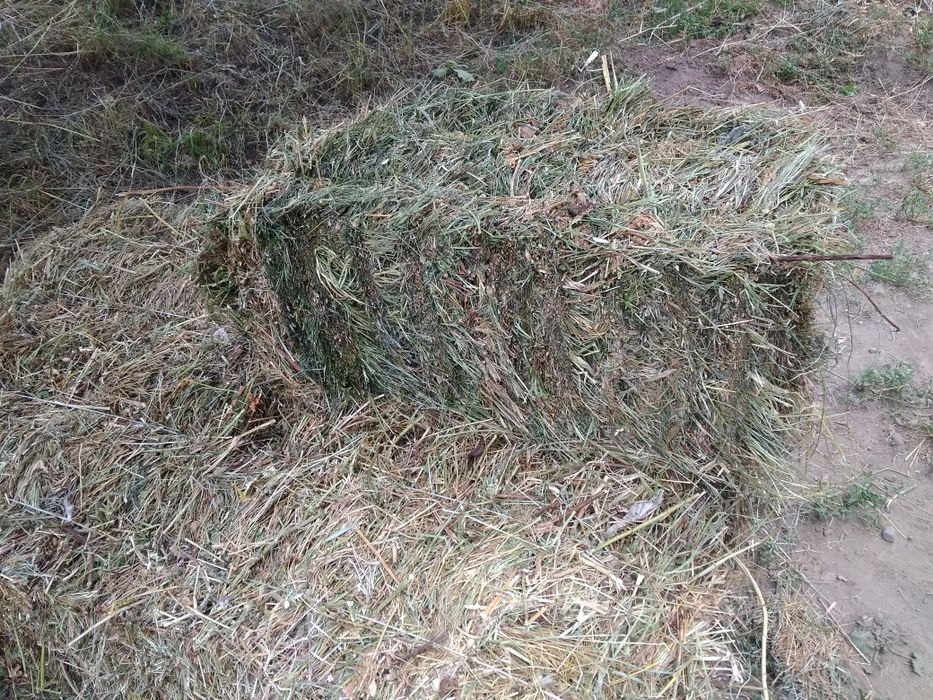 Продам сено в тюках.