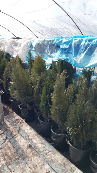 Продам ТУЮ МЕСТНОГО выращивания