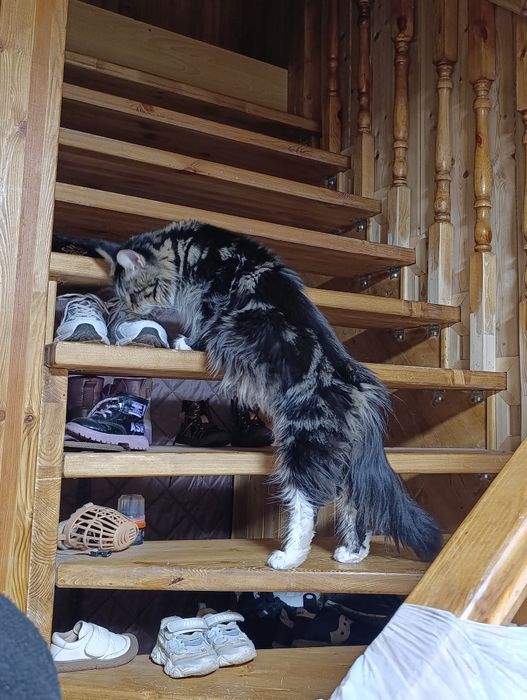 Котенок Мейнкун девочка. 80 тыс. Чисто черный.