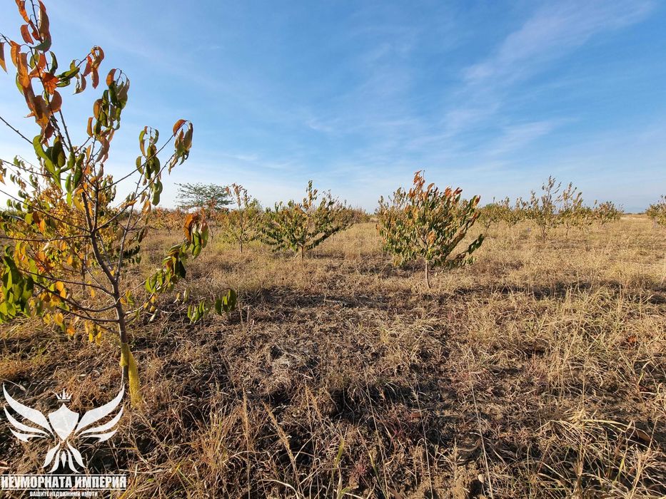 Продава се Земеделски имот в Асеновград -  кв.м за 3009 €/дка - Снимка #11