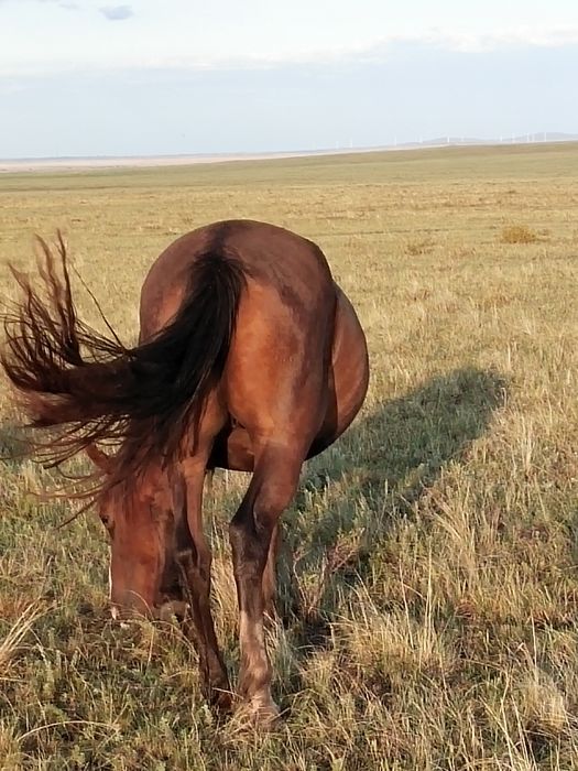 Продам кобылу жирную