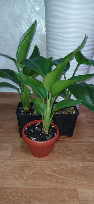 Комнатные цветы 3000