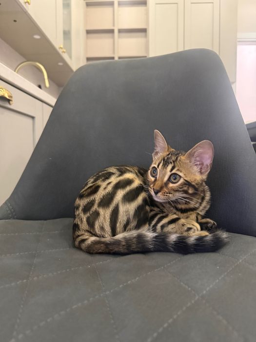 Бенгалска котка, женска, на 5 месеца