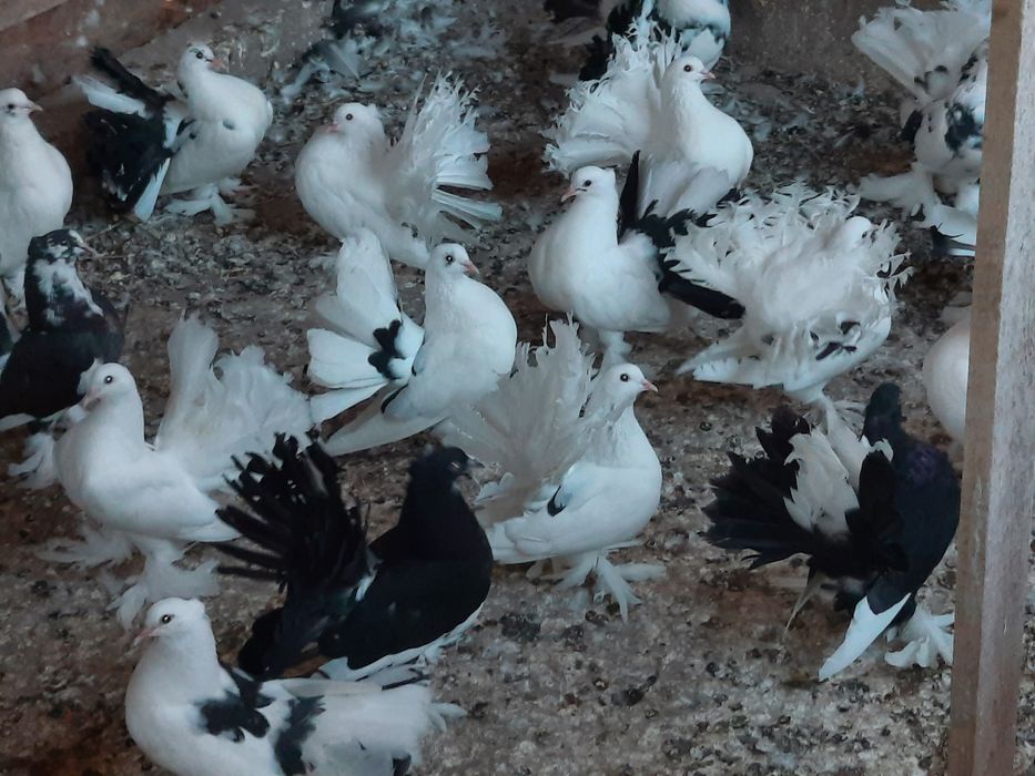 Porumbei indieni de vânzare