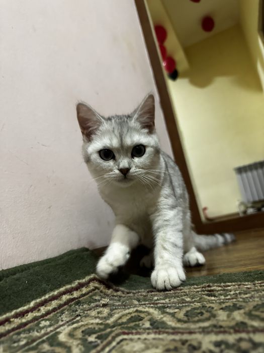 Продам кошек пародистые