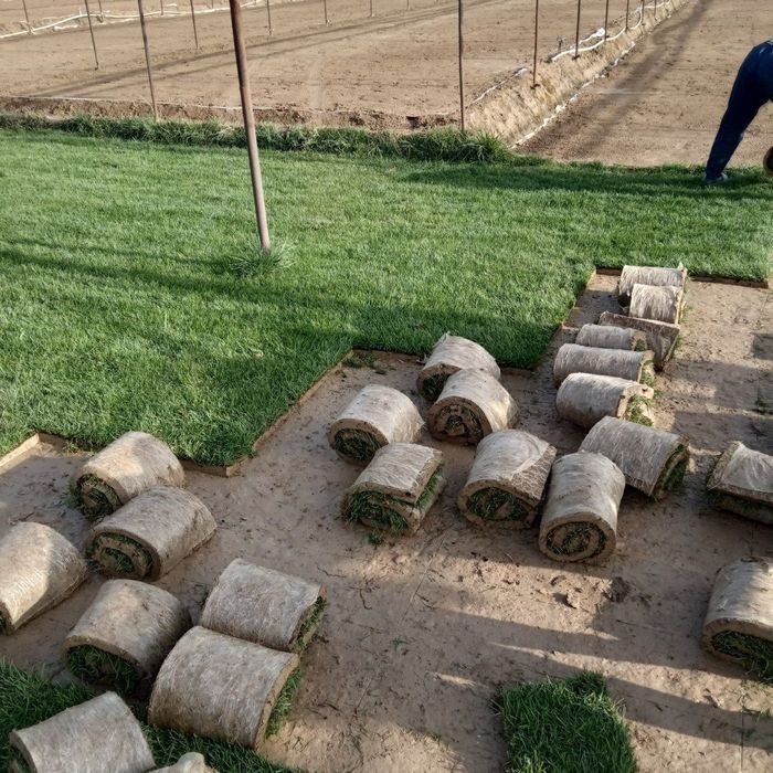 Газон рулонный жонсин виши сорт