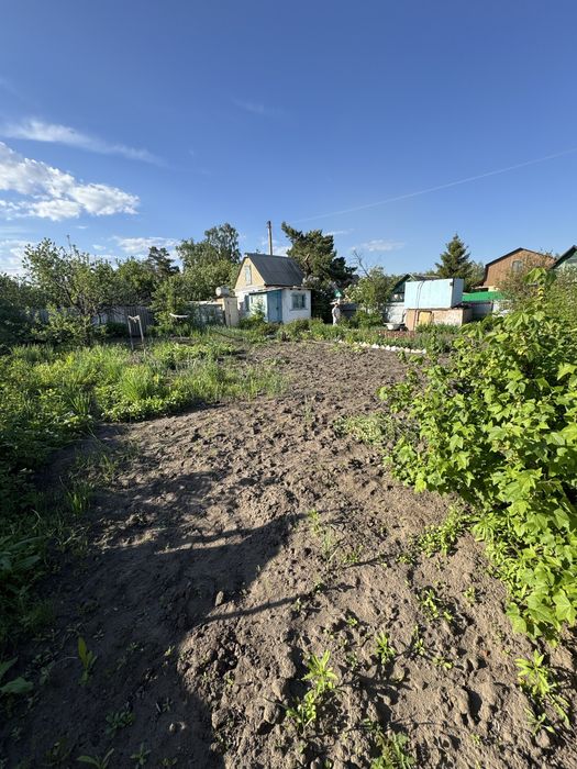 СРОЧНО Продам Дачу, на Белом ,сад.общество Сансевьера