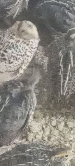 Bedanalar katta kichik