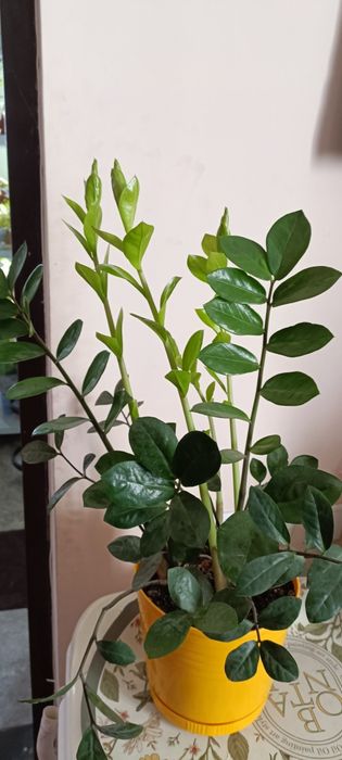 Замиокулькас( долларовое дерево)