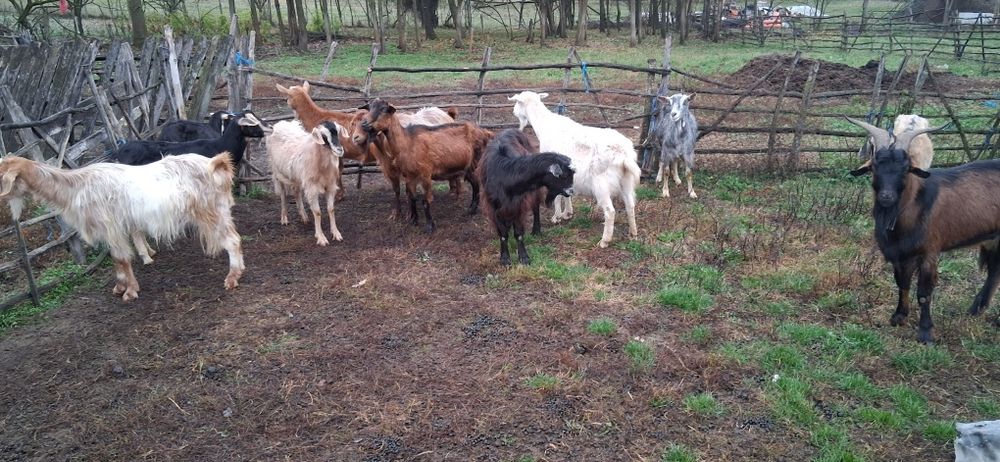 De vanzare capre 10 capre și un țap  sau schimb cu oi