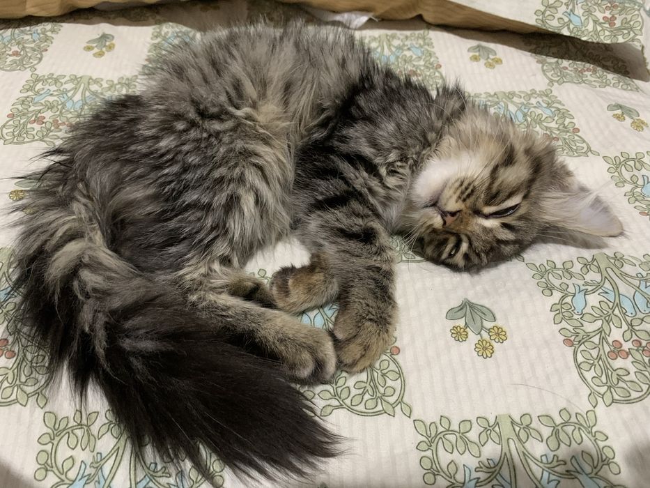 Мейн кун котик самец