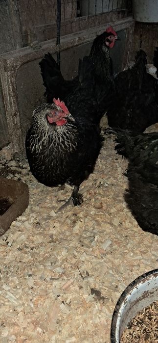 Gaini marans Onești Bacău