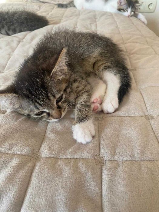 Котята. Отдам в добрые руки.