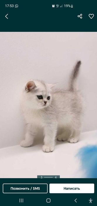 Котята британские