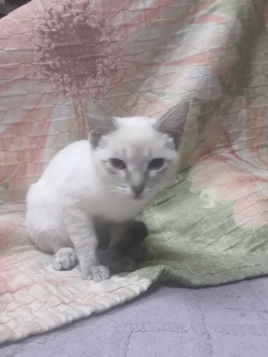 Котёнок бело-серый