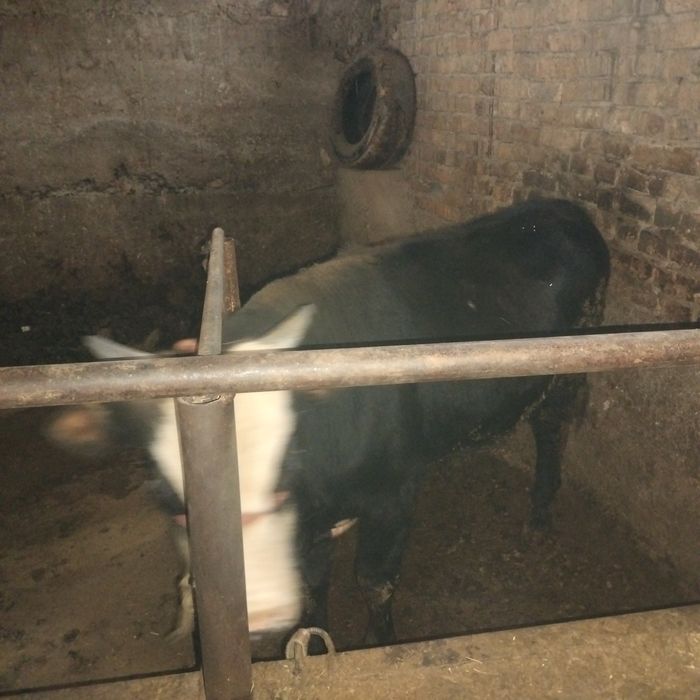 Продаю срочно Корова и теленок