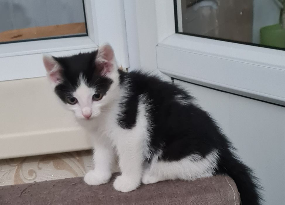 Отдам в добрые руки котенка девочку,