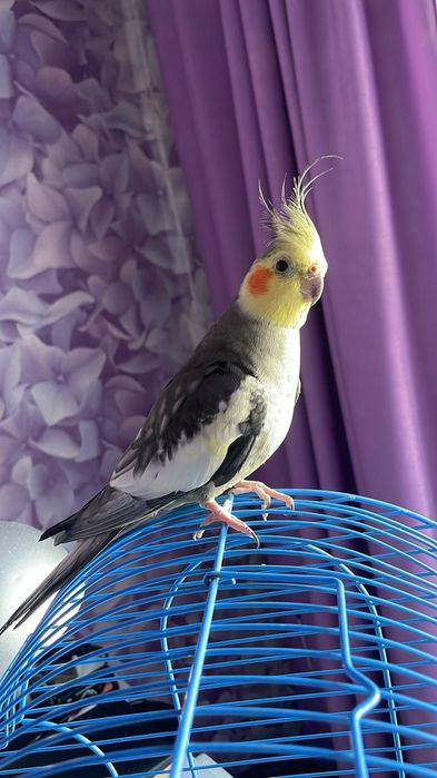 Попугаи Карелы продам