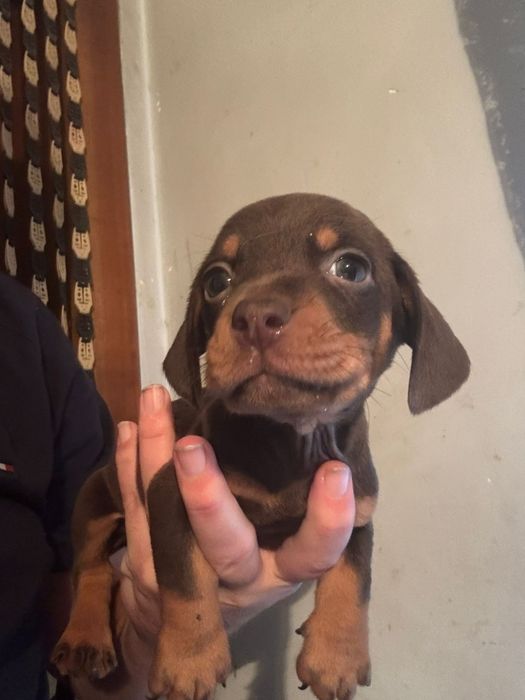 Băiat Teckel Ciocolată