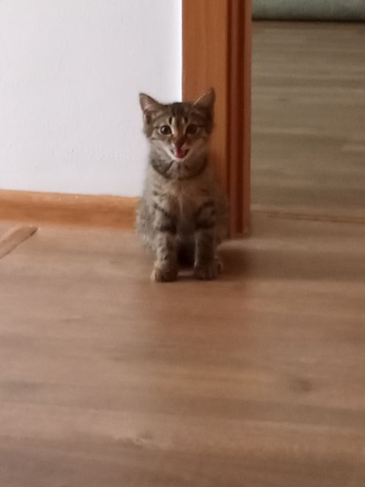 Котенок мальчик (маленький полосатый)