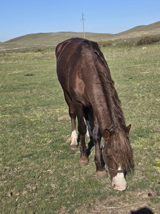 Сатамын айғырды,продаю жеребца