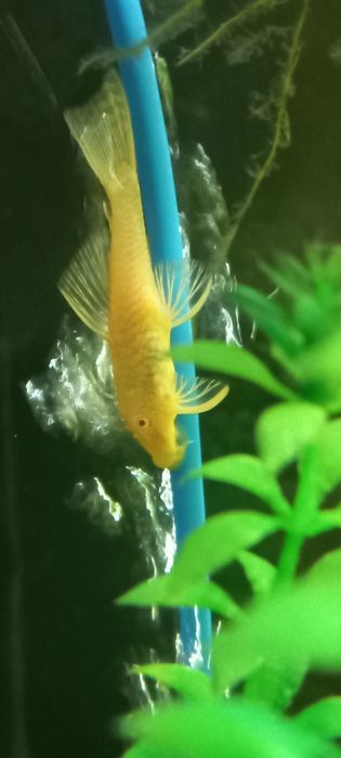 Продаются Анциструсов