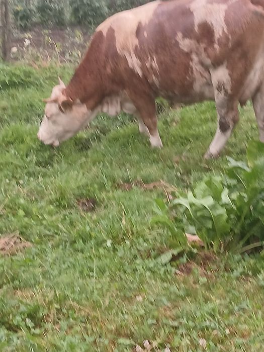 vind vaca baltata romăneasca