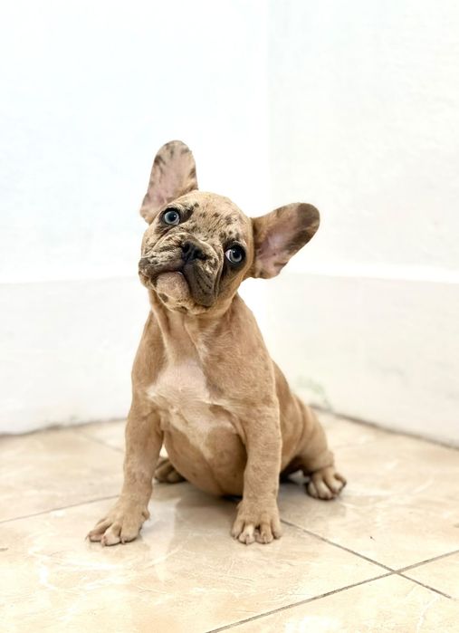 Bulldog francez fetita, ochii albastrii