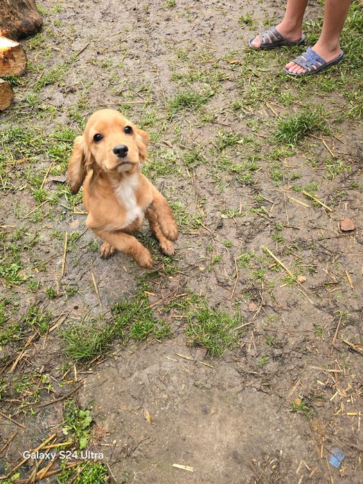 Koker na tiri meseca ima vaksini