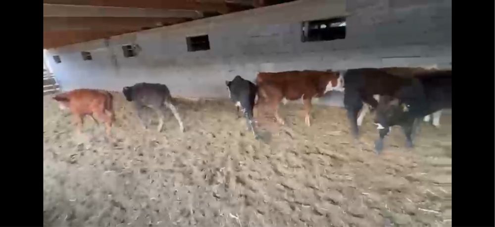 Продам телят 22 штуки