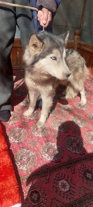 Щенки Хаски чистокровные