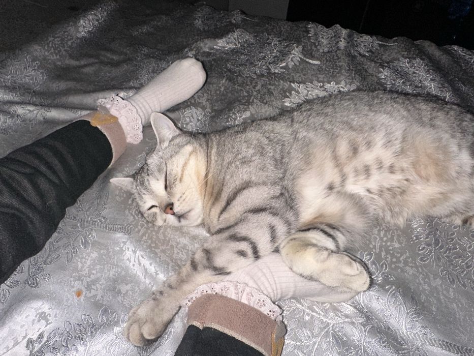 кошка Шотландка, бесплатно
