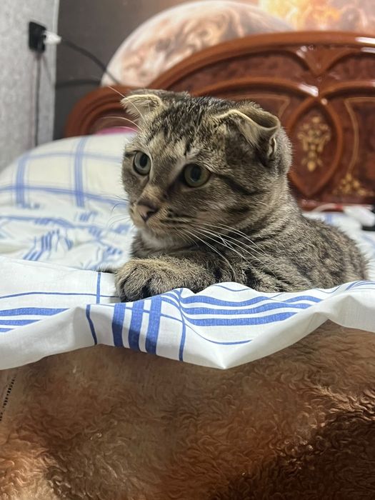 Отдам котёнка в хорошие руки