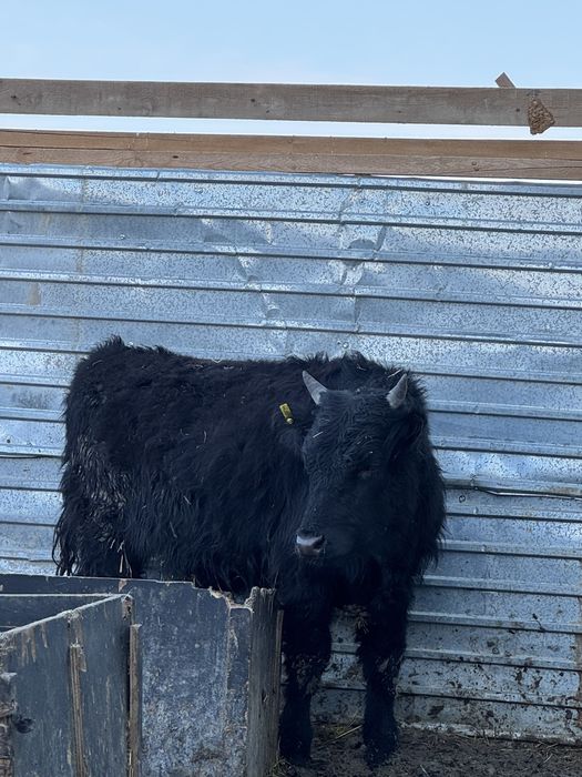 Баспақ 1 жастан асқан