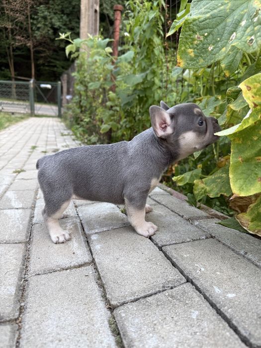 Bulldog francez cu pedigree