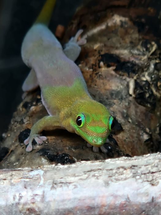 Vand pereche Phelsuma Laticauda