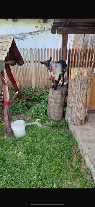 Vand Capra alpina franceza + cu iedut